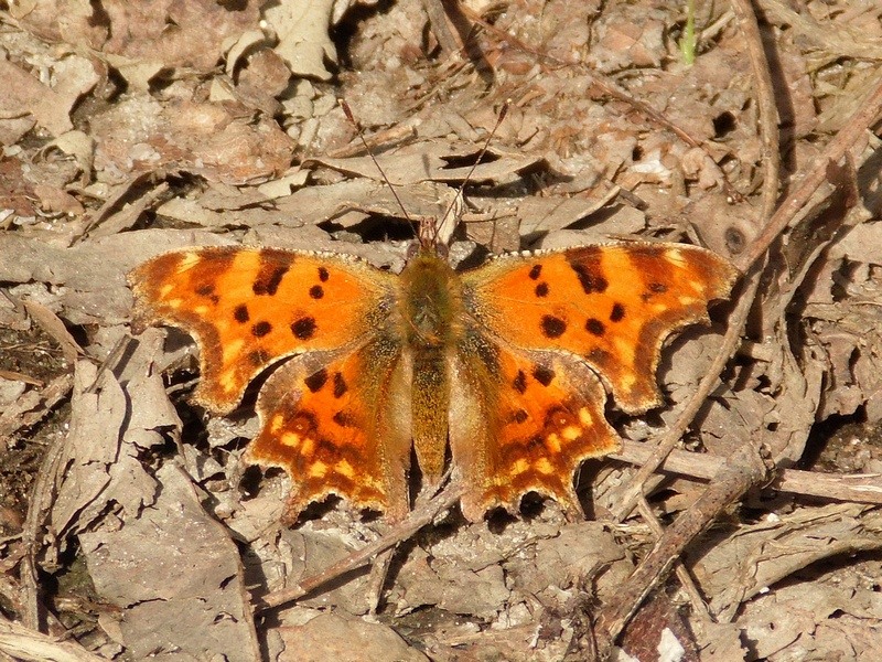 Parco del Ticino : Primavera